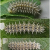 mel triv fascelis larva5 volg3